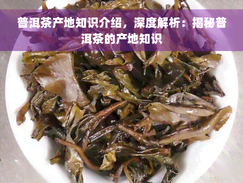 普洱茶产地知识介绍，深度解析：揭秘普洱茶的产地知识