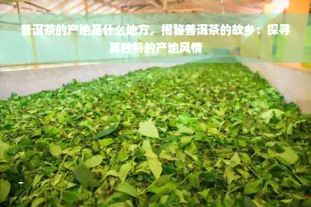 普洱茶的产地是什么地方，揭秘普洱茶的故乡：探寻其独特的产地风情