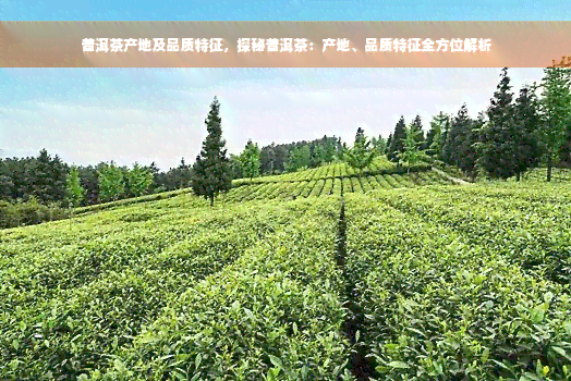 普洱茶产地及品质特征，探秘普洱茶：产地、品质特征全方位解析