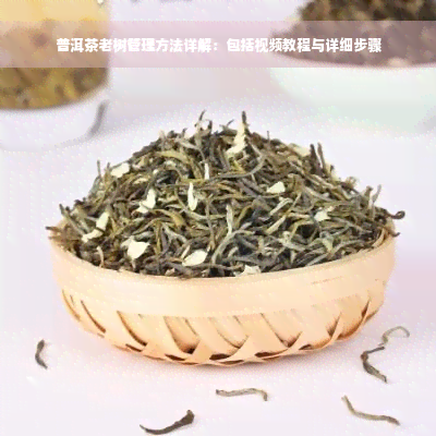 普洱茶老树管理方法详解：包括视频教程与详细步骤