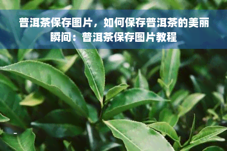 普洱茶保存图片，如何保存普洱茶的美丽瞬间：普洱茶保存图片教程