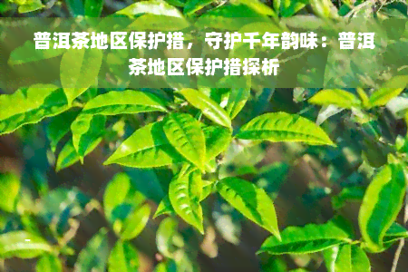 普洱茶地区保护措，守护千年韵味：普洱茶地区保护措探析