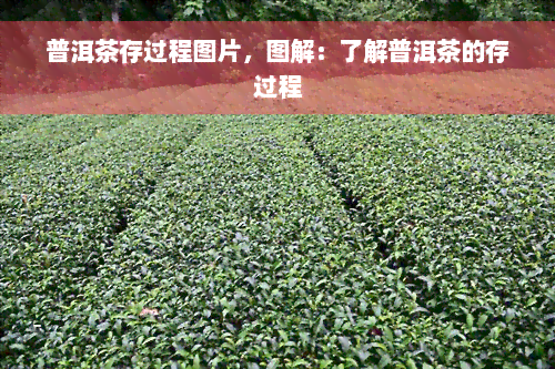 普洱茶存过程图片，图解：了解普洱茶的存过程