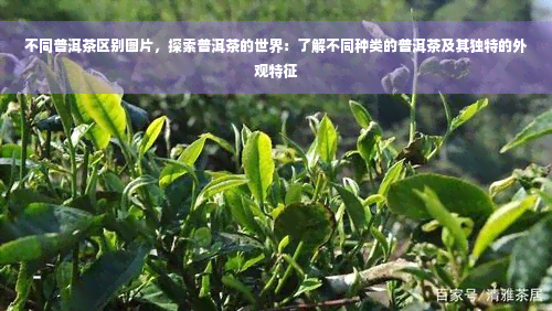 不同普洱茶区别图片，探索普洱茶的世界：了解不同种类的普洱茶及其独特的外观特征