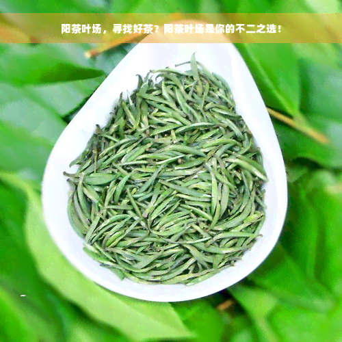 阳茶叶场，寻找好茶？阳茶叶场是你的不二之选！