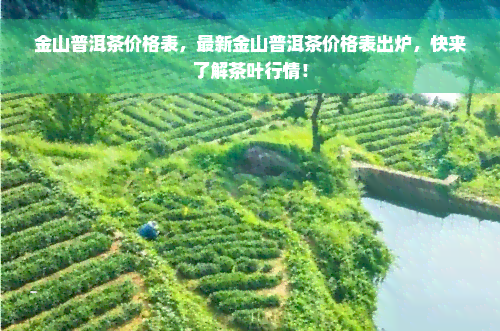 金山普洱茶价格表，最新金山普洱茶价格表出炉，快来了解茶叶行情！