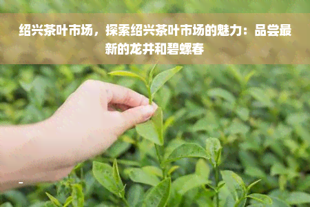 绍兴茶叶市场，探索绍兴茶叶市场的魅力：品尝最新的龙井和碧螺春