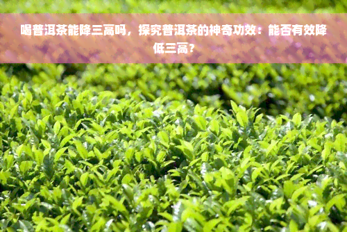 喝普洱茶能降三高吗，探究普洱茶的神奇功效：能否有效降低三高？