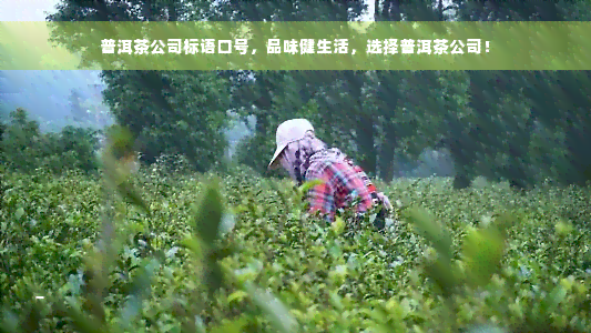 普洱茶公司标语口号，品味健生活，选择普洱茶公司！