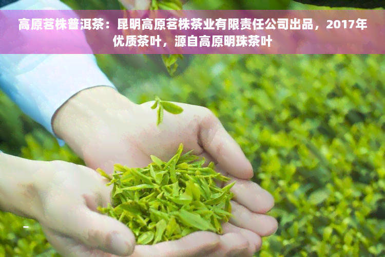 高原茗株普洱茶：昆明高原茗株茶业有限责任公司出品，2017年优质茶叶，源自高原明珠茶叶