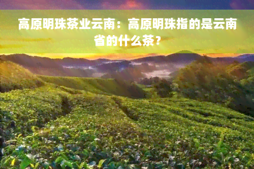 高原明珠茶业云南：高原明珠指的是云南省的什么茶？