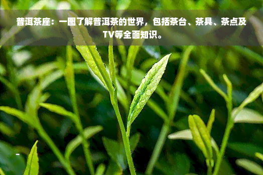 普洱茶座：一图了解普洱茶的世界，包括茶台、茶具、茶点及TV等全面知识。