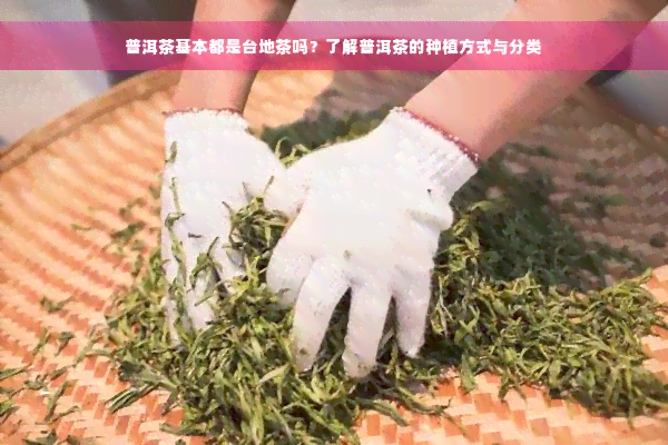 普洱茶基本都是台地茶吗？了解普洱茶的种植方式与分类