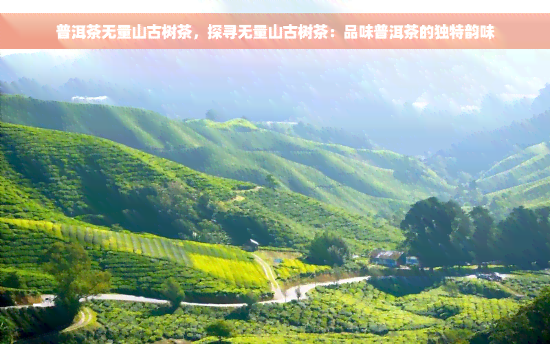 普洱茶无量山古树茶，探寻无量山古树茶：品味普洱茶的独特韵味