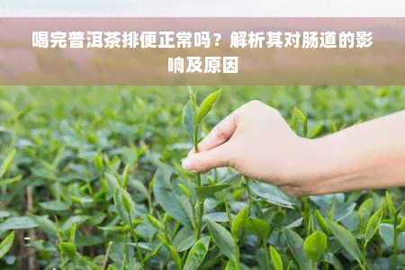 喝完普洱茶排便正常吗？解析其对肠道的影响及原因