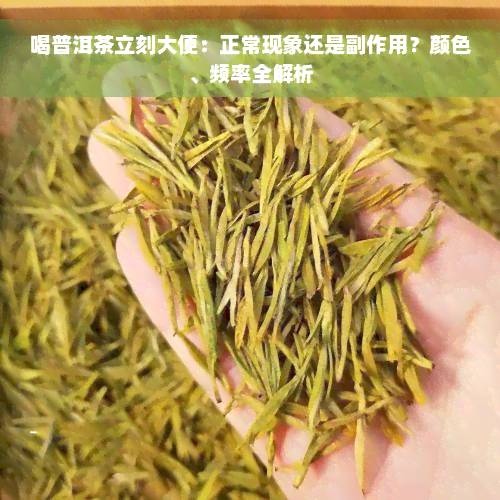 喝普洱茶立刻大便：正常现象还是副作用？颜色、频率全解析