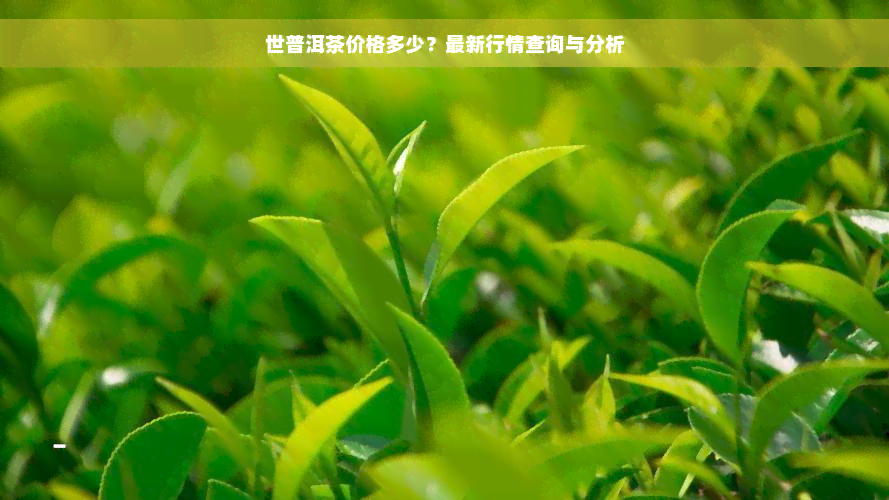 世普洱茶价格多少？最新行情查询与分析