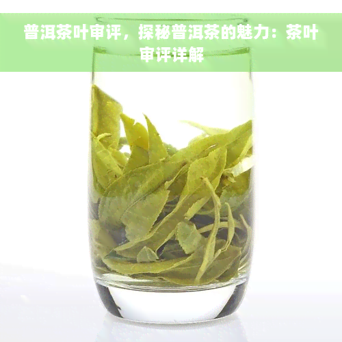 普洱茶叶审评，探秘普洱茶的魅力：茶叶审评详解