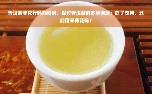 普洱茶养花行吗能喝吗，探讨普洱茶的多重用途：除了饮用，还能用来养花吗？