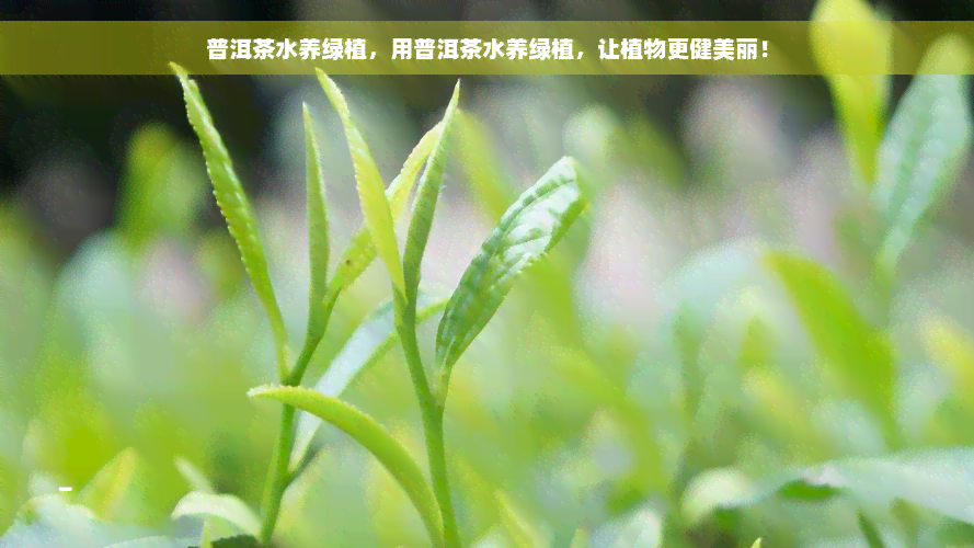 普洱茶水养绿植，用普洱茶水养绿植，让植物更健美丽！