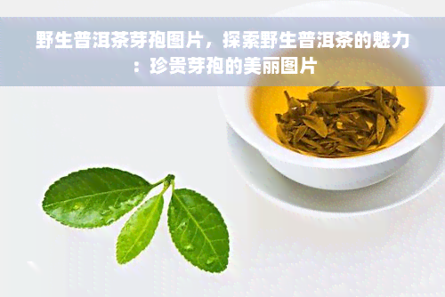 野生普洱茶芽孢图片，探索野生普洱茶的魅力：珍贵芽孢的美丽图片