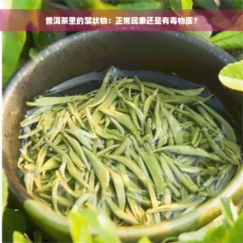 普洱茶里的絮状物：正常现象还是有毒物质？