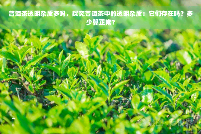 普洱茶透明杂质多吗，探究普洱茶中的透明杂质：它们存在吗？多少算正常？