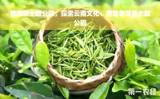 普洱茶主题公园，探索云南文化：游览普洱茶主题公园