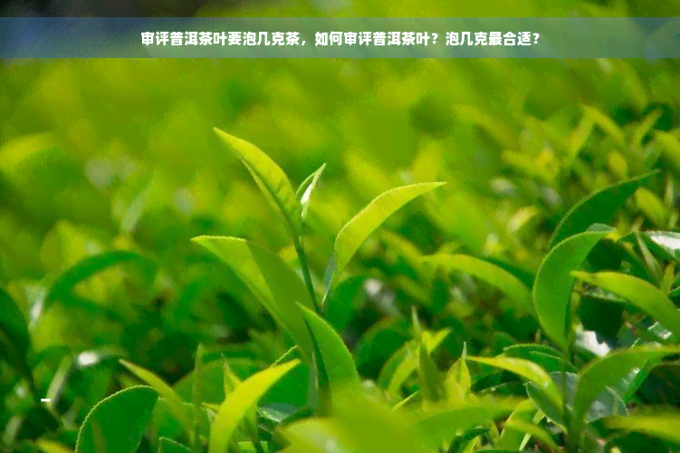 审评普洱茶叶要泡几克茶，如何审评普洱茶叶？泡几克最合适？