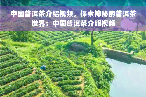 中国普洱茶介绍视频，探索神秘的普洱茶世界：中国普洱茶介绍视频