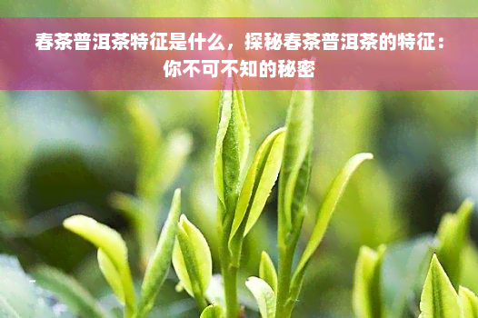 春茶普洱茶特征是什么，探秘春茶普洱茶的特征：你不可不知的秘密