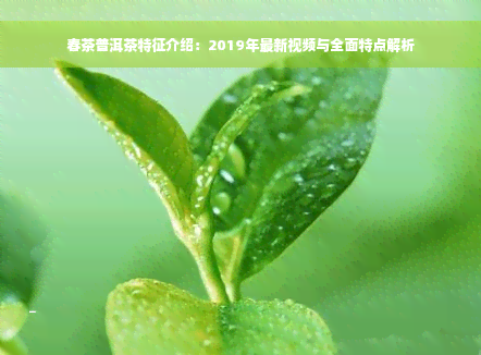 春茶普洱茶特征介绍：2019年最新视频与全面特点解析