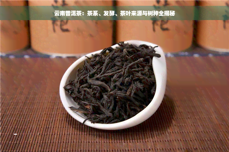 云南普洱茶：茶系、发酵、茶叶来源与树种全揭秘