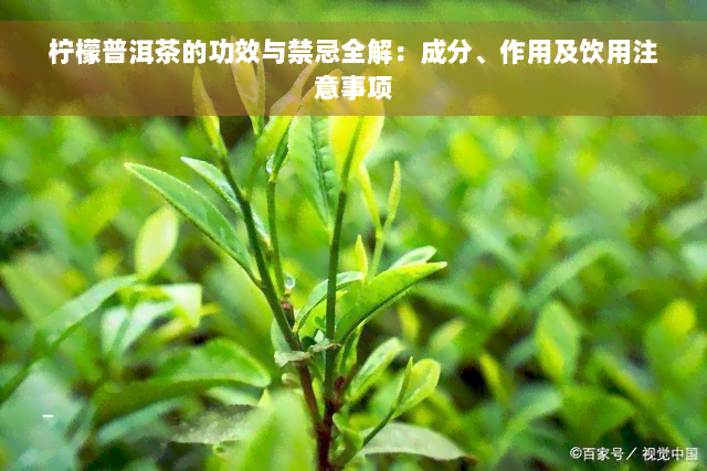 柠檬普洱茶的功效与禁忌全解：成分、作用及饮用注意事项