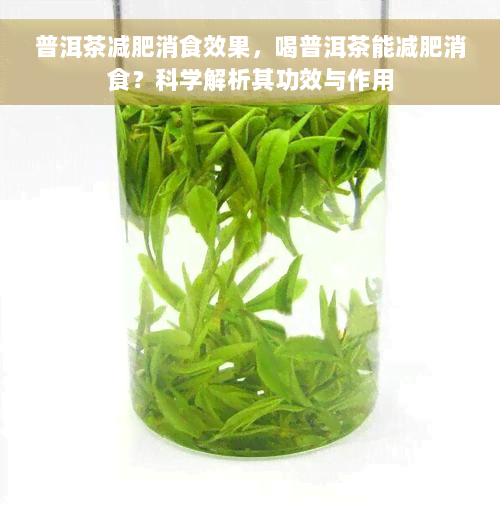 普洱茶减肥消食效果，喝普洱茶能减肥消食？科学解析其功效与作用