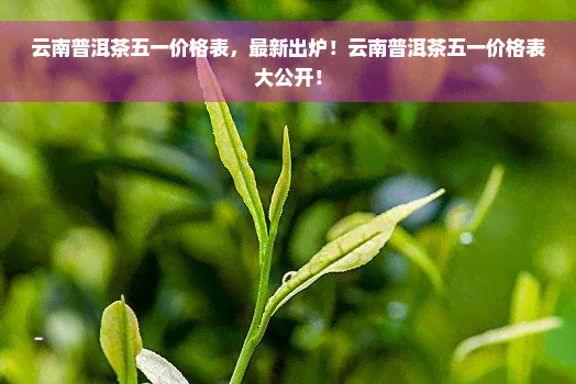 云南普洱茶五一价格表，最新出炉！云南普洱茶五一价格表大公开！