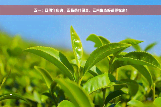 五一：四周年庆典，正品茶叶保真，云南生态好茶等你来！