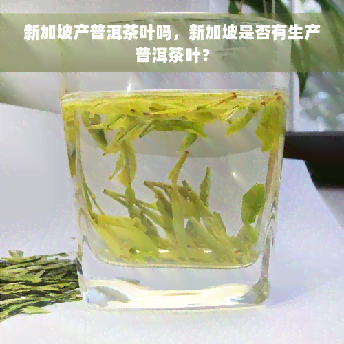 新加坡产普洱茶叶吗，新加坡是否有生产普洱茶叶？