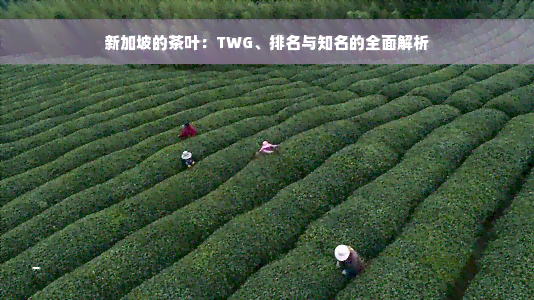 新加坡的茶叶：TWG、排名与知名的全面解析