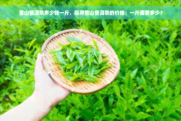 雪山普洱茶多少钱一斤，探寻雪山普洱茶的价格：一斤需要多少？