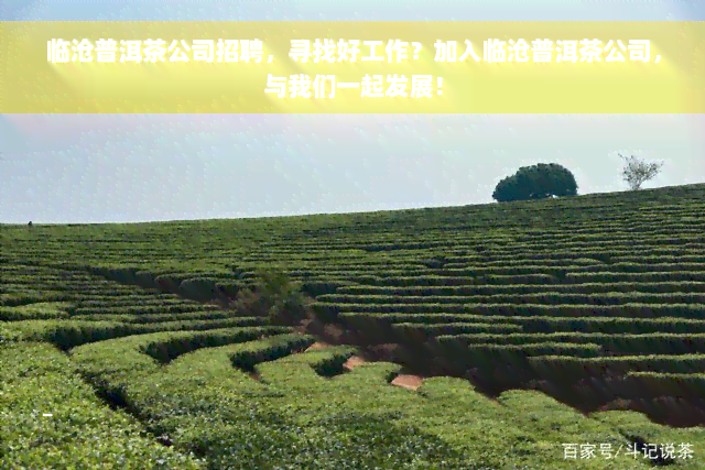 临沧普洱茶公司招聘，寻找好工作？加入临沧普洱茶公司，与我们一起发展！