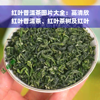 红叶普洱茶图片大全：高清欣红叶普洱茶、红叶茶树及红叶茶图片