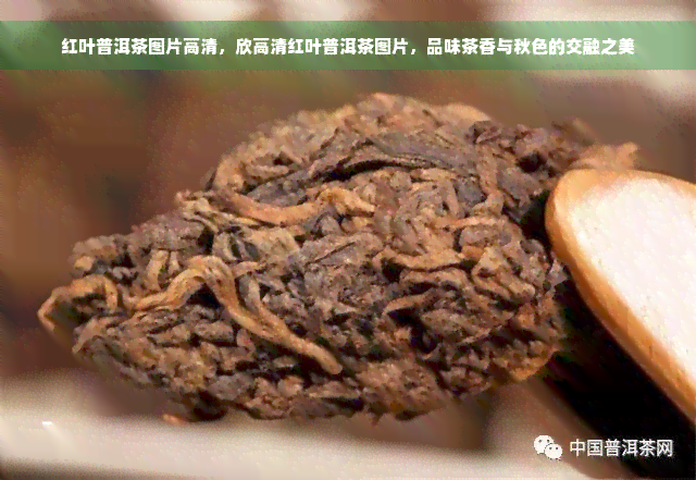 红叶普洱茶图片高清，欣高清红叶普洱茶图片，品味茶香与秋色的交融之美