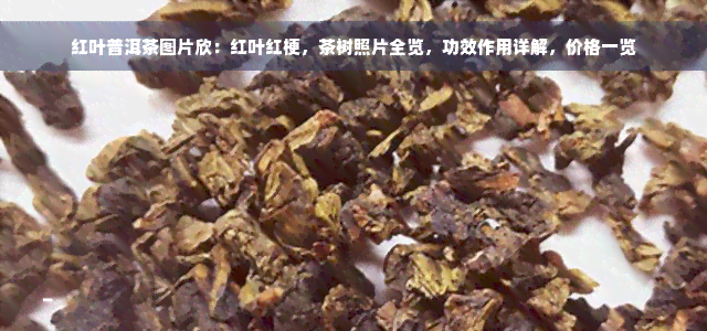 红叶普洱茶图片欣：红叶红梗，茶树照片全览，功效作用详解，价格一览