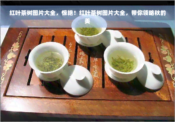 红叶茶树图片大全，惊艳！红叶茶树图片大全，带你领略秋的美