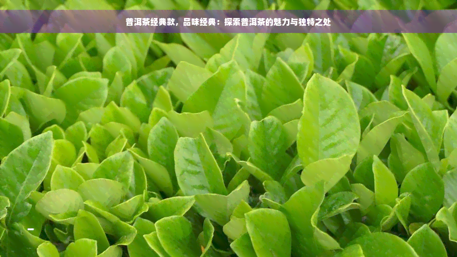 普洱茶经典款，品味经典：探索普洱茶的魅力与独特之处