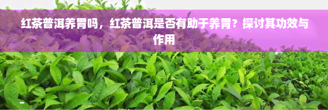 红茶普洱养胃吗，红茶普洱是否有助于养胃？探讨其功效与作用