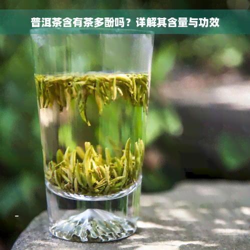 普洱茶含有茶多酚吗？详解其含量与功效