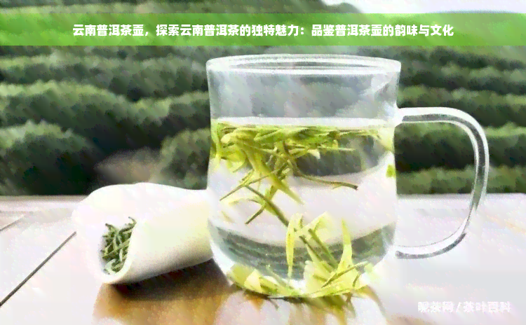 云南普洱茶壶，探索云南普洱茶的独特魅力：品鉴普洱茶壶的韵味与文化