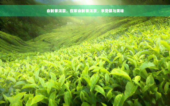 自制普洱茶，在家自制普洱茶，享受健与美味